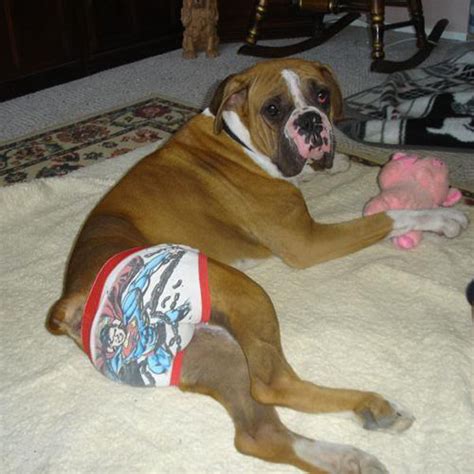 animals wearing underwear.